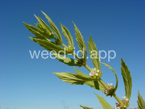bugleweed, rough